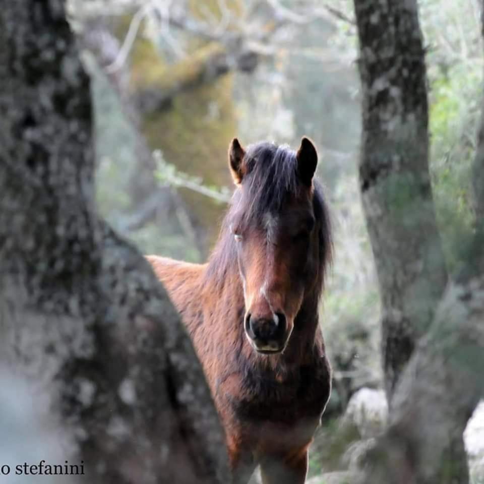 Casa Susanna Rural Sardinia Sini ภายนอก รูปภาพ