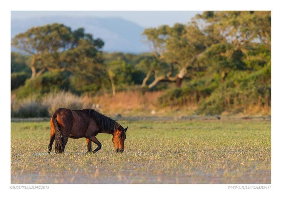Casa Susanna Rural Sardinia Sini ภายนอก รูปภาพ